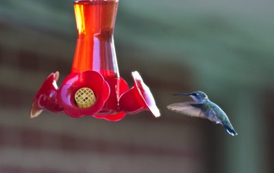Hummers-090823-16