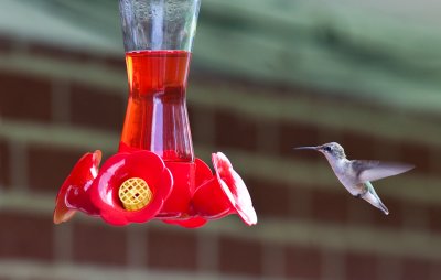 Hummers-090823-82