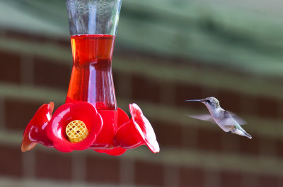 Hummers-090823-83