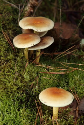 Champignons - Mushrooms