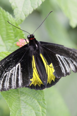 Papillons au jardin botanique de Montréal