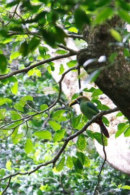 Toucanete meraude - Costa Rica