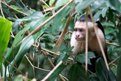 Capucin du Costa Rica