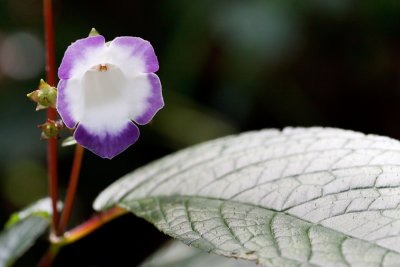 Fleur dans la fort de nuages du Costa Rica