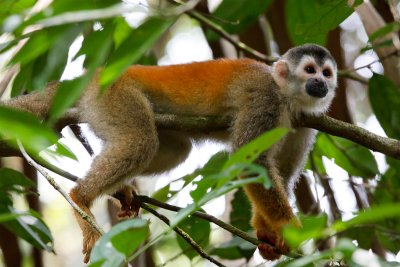 Saimiri ou singe cureuil - Costa Rica