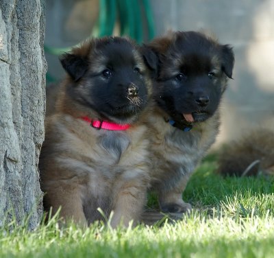 Keya's Puppies