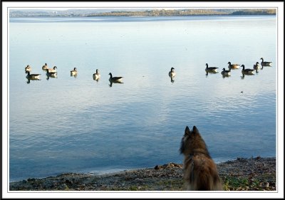 Watching the Ducks