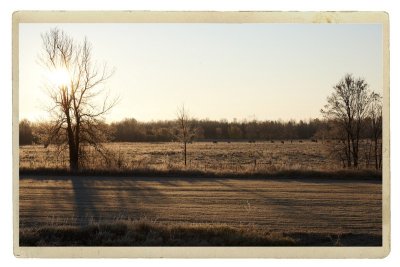 Frosty Morning