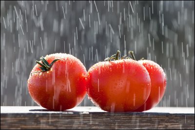 tomatoes