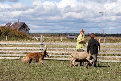 Marco goes Herding