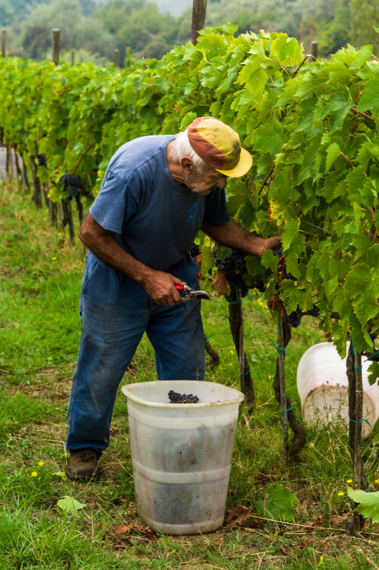 Grape Harvest