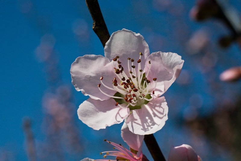 Peach Blossom