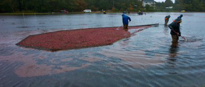 Cape Cod Cranberry Harvest