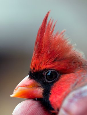 Red Bird, II