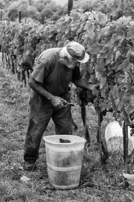 Grape Harvest, Converted