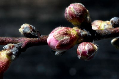 Peach Buds