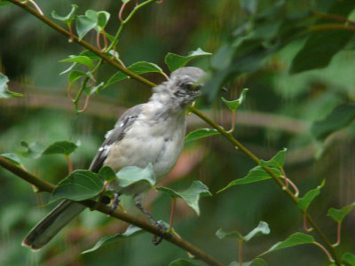 Bird Stretch