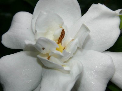 Gardenia