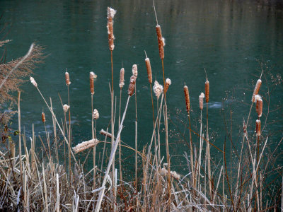 Cat Tails, no rockers