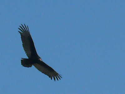 Buzzard Glide