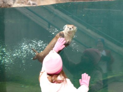 Sea Otter Play