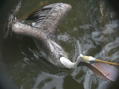 Feeding Brown Pelican