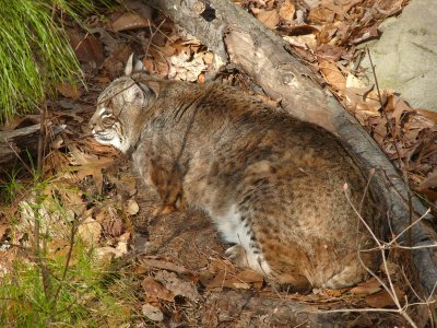 Bobcat/Lynx