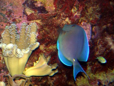 Fascinating Aquarium
