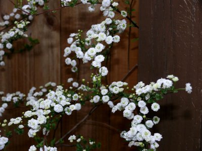 Spirea