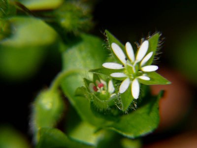 Maybe Chickweed