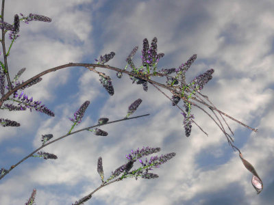 Wisteria Sky 2