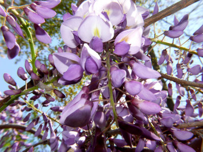 Wisteria