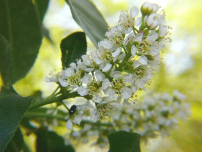 Wild Cherry Blooms