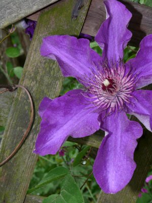 Jackomani Clematis