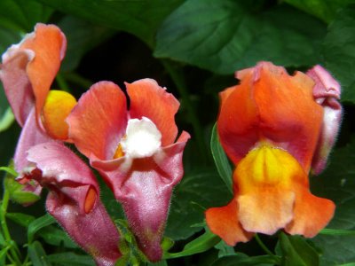 Snapdragons (T's)
