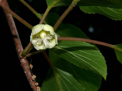 Kiwi bloom