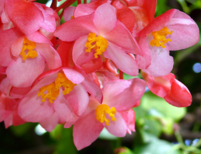 T's Begonia