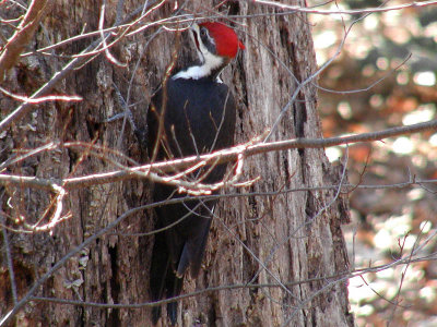 Red Headed Woodpecker