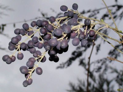 Privet Berries
