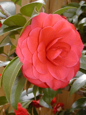 Camelia