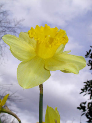 Daffodil Reaches