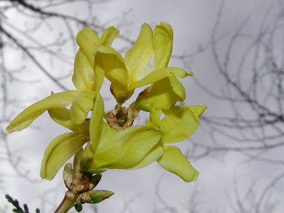 Forsythia