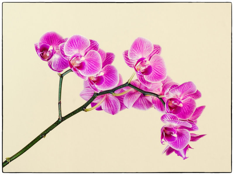 Moth Orchid.