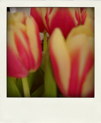 Tulips.