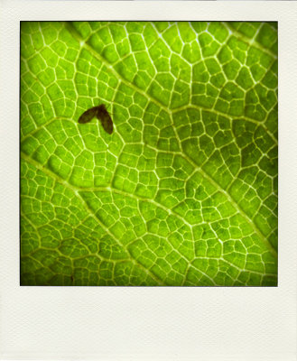 Bug On Leaf.