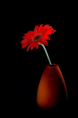 Gerbera and Vase.