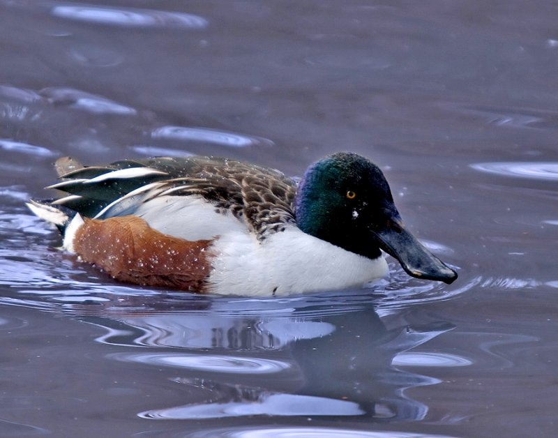 P1010423-Adult breeding Northern Shoveler