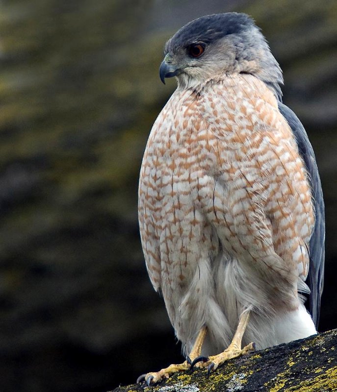 HAWK, OWL, SAPSUCKER, SWALLOW, WOOD DUCK, WIDGEON, GREBE