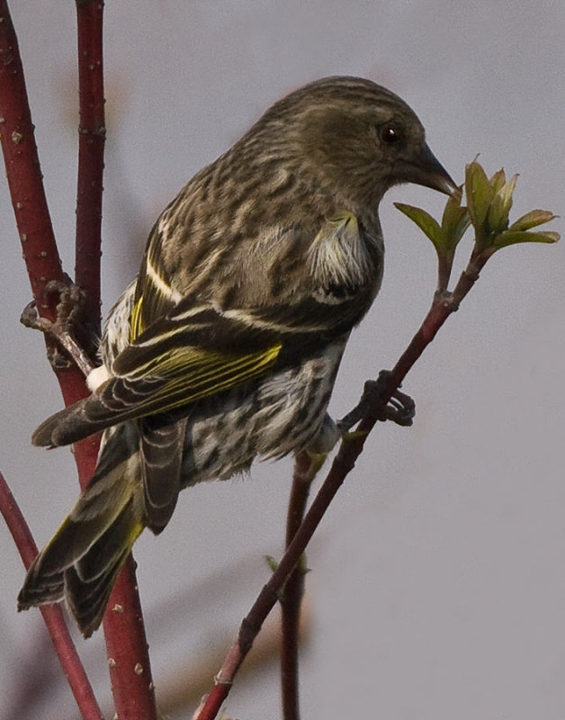 MANITOBA BIRDS: OAK HAMMOCK MARSH, KILDONAN, ASSINIBOINE, FORT WHYTE, KINGS PARKS