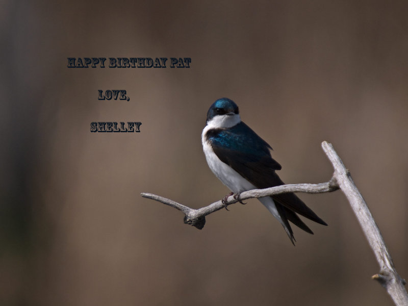 HAWK, OWL, SAPSUCKER, SWALLOW, WOOD DUCK, WIDGEON, GREBE